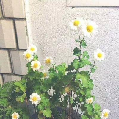 全民摸鱼内购破解版下载